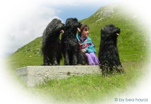 Auf einer Wanderung auf dem Gotthardpass mit unserem Briardrudel! Nr. 4 war hier gerade beim Fotografen!