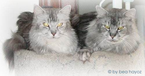 Meine beiden Maine Coons: Baghira & Bounty